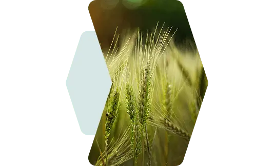 var-img3