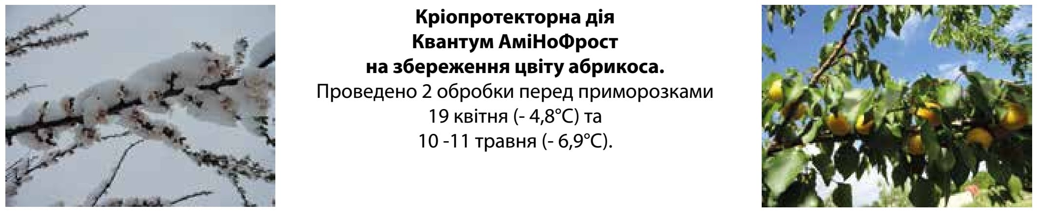 Квантум АміНоФрост
