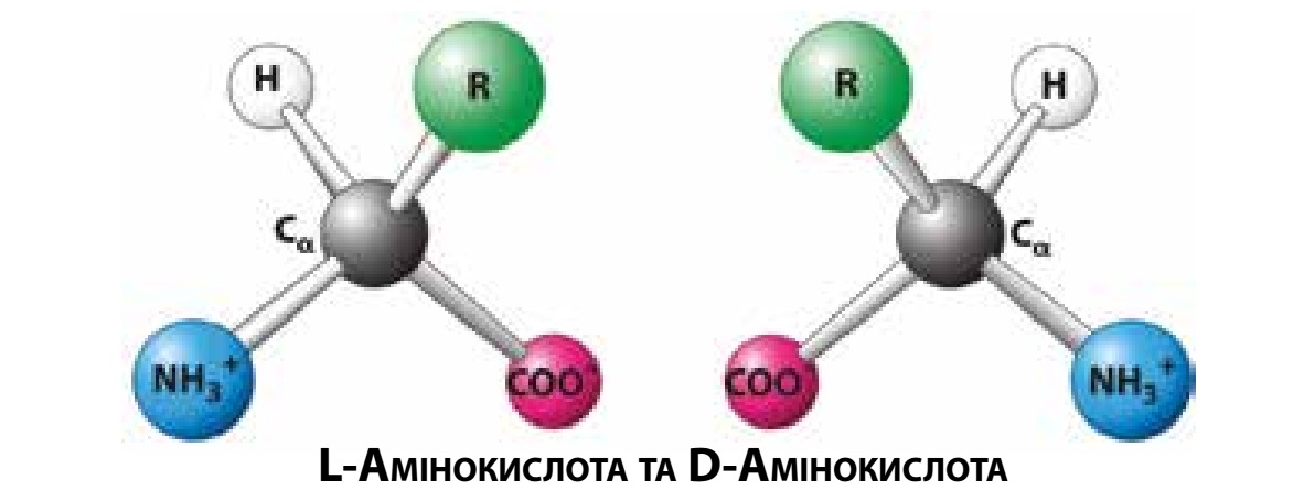 Амінокислоти