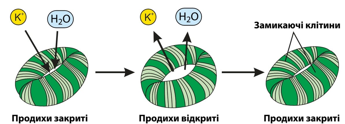 Калій - продихи рослин