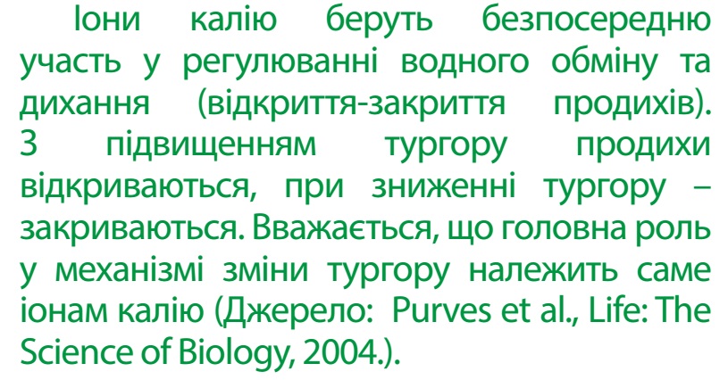 Іони калію - регулювання водного обміну
