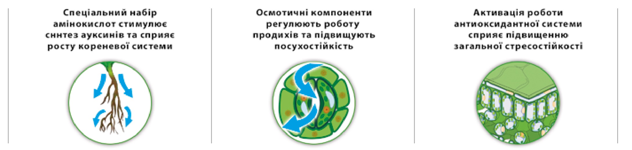Квантум Т80